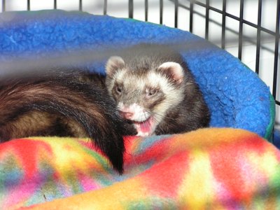 ./2005/Ferrets/thumbferrets